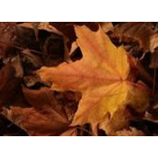 Jean Glasgow's photo
