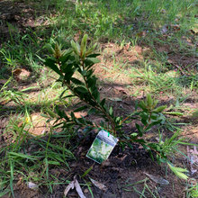 Plants