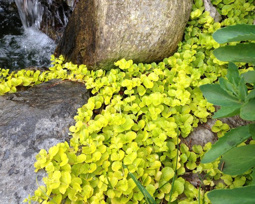 landscape plants and design