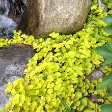 Perennials
