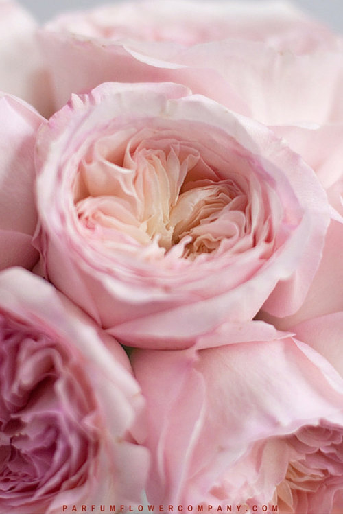 Alternatives to Cut Wedding Roses?