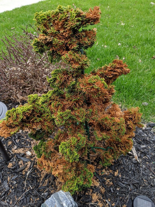 Need Help Thoweil Hinoki Cypress Is Very Brown,Gaillardia Varieties