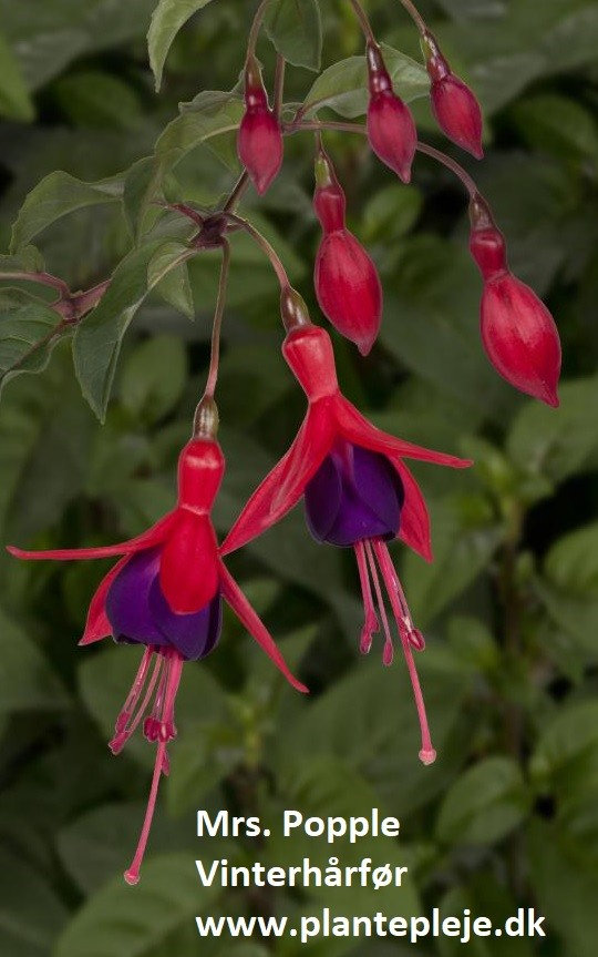 Fuchsia liste 2020 (her ses fotos af en mindre del af de fuchsia vi producere)