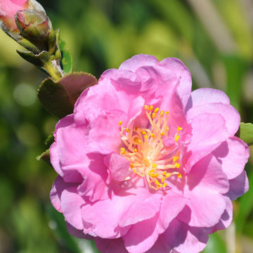 Pink Stella™ Camellia Camellia sasanqua Pink Stella™