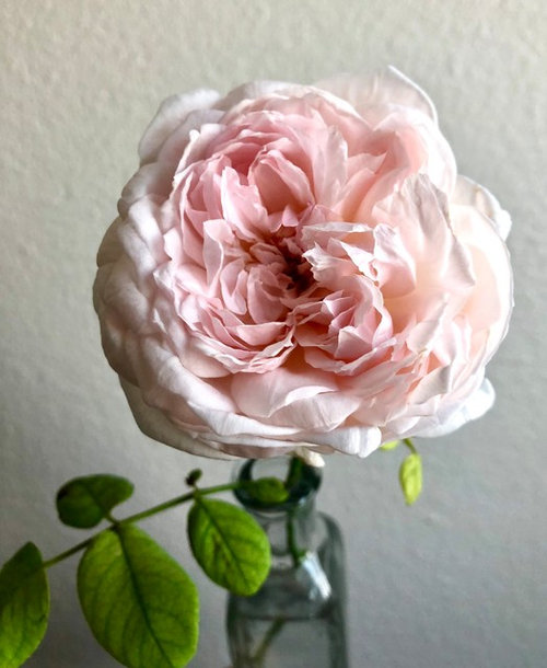 Rose cecilia