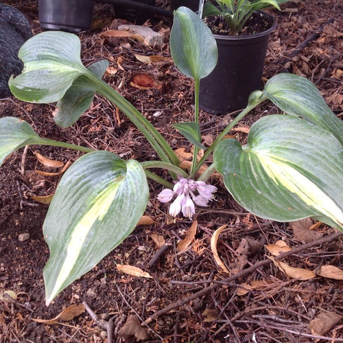 Is this the shortest flower scape you have ever seen?