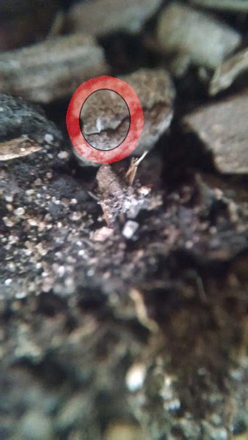 Springtails? Worms? need help with my Meyer Lemon Tree