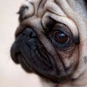 Foto de Rous Pug