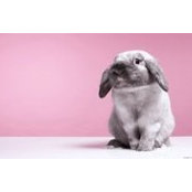 Adriana Tr's photo