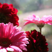 Leesa Martling's photo