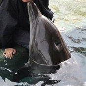 Farnaz Sahebi's photo