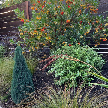 Medina Gold Cottage Patio Garden
