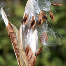 The Natures Art