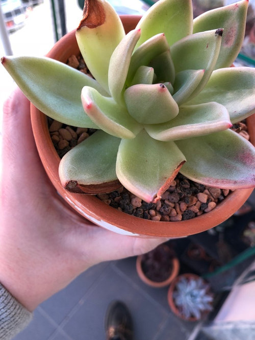 Echeveria Rot/sunburn