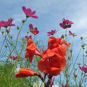 Marjorie Knowles's photo