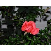 Mary Paull's photo