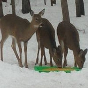 Foto von Steve Holt