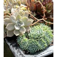 http://www.houzz.com/succulent-landscape