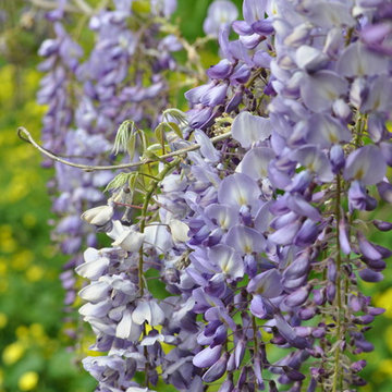 Glicine/Wisteria