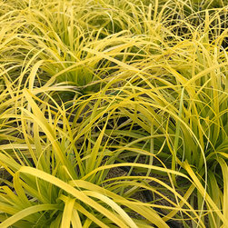 Current Featured Plants - Products