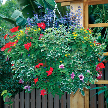 Hanging Baskets