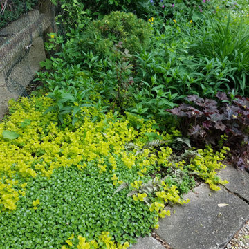 Small Urban Garden