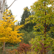 trees