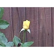 Shawnee Whitten's photo