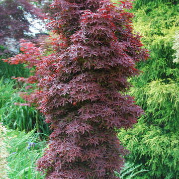 Twombly's Red Sentinal Japanese maple