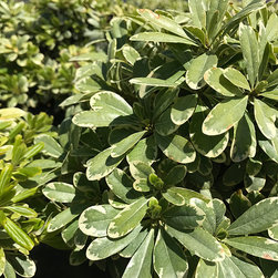 Current Featured Plants - Products
