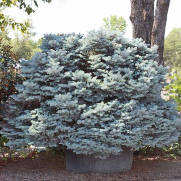 Specimen Plants