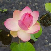 Stefanie Hdot's photo