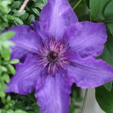 Rosebrook Garden 2017 Garden Tour
