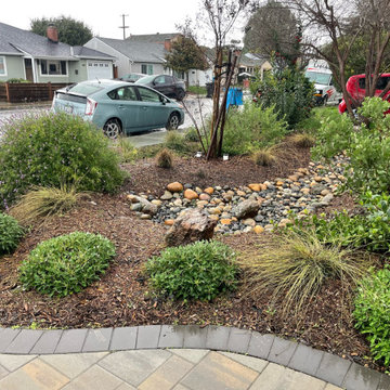California Native Plants- Front and Back Yard Design