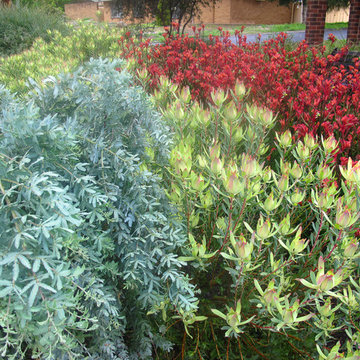 A plant focussed front garden