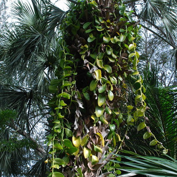 Vanilla orchid