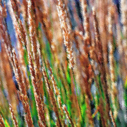 Ornamental Grasses - Artwork