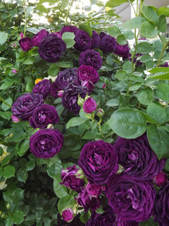 My purple rose bush is red