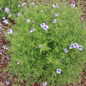 West Los Angeles Lawn Removal Makeover