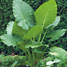 PLANTS INDOOR/OUTDOOR