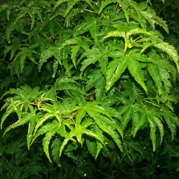 HOUZZ SUCCESS-STORY! PLANT BARE-ROOT TREES & SHRUBS IN BEST LANDSCAPE MAKEOVERS