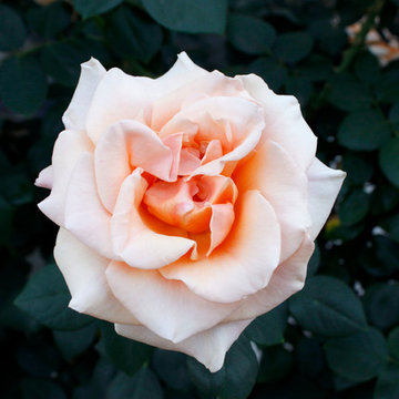 Sherman Oaks California Native and Australian Garden