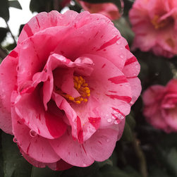Current Featured Plants - Products