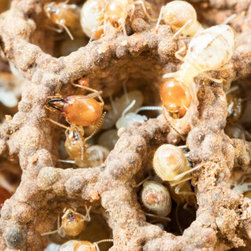 Pro Pest Control Cairns - Products