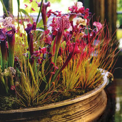 Container Arrangements - Indoor Pots And Planters