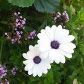 Susan Thomas's photo