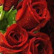 Zameer Alam's photo