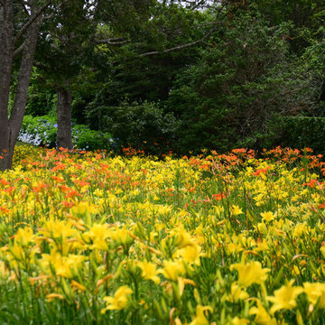 Daylilies on Cape Cod, Chatham MA Residence