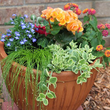 Planter Ideas