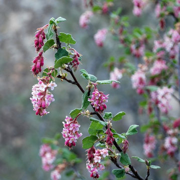 Ribes malvaceum